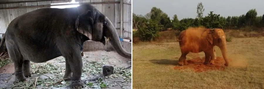 Elephant freed from captivity to open sanctuary