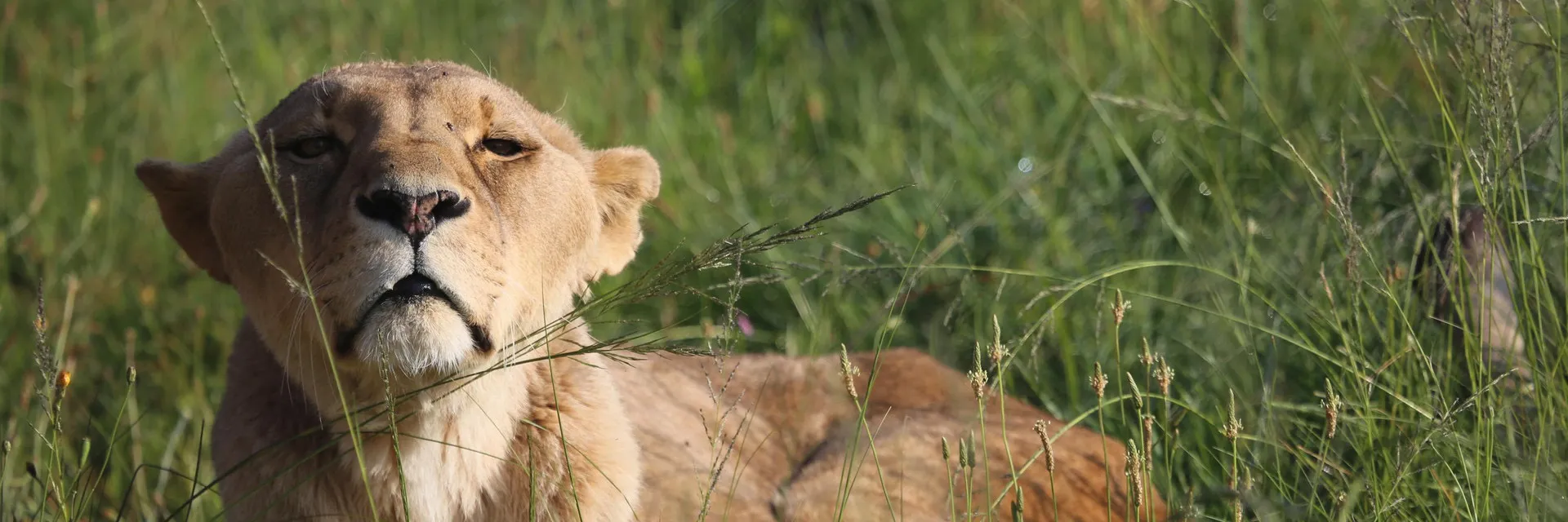 Lion resting in sanctuary grasslands